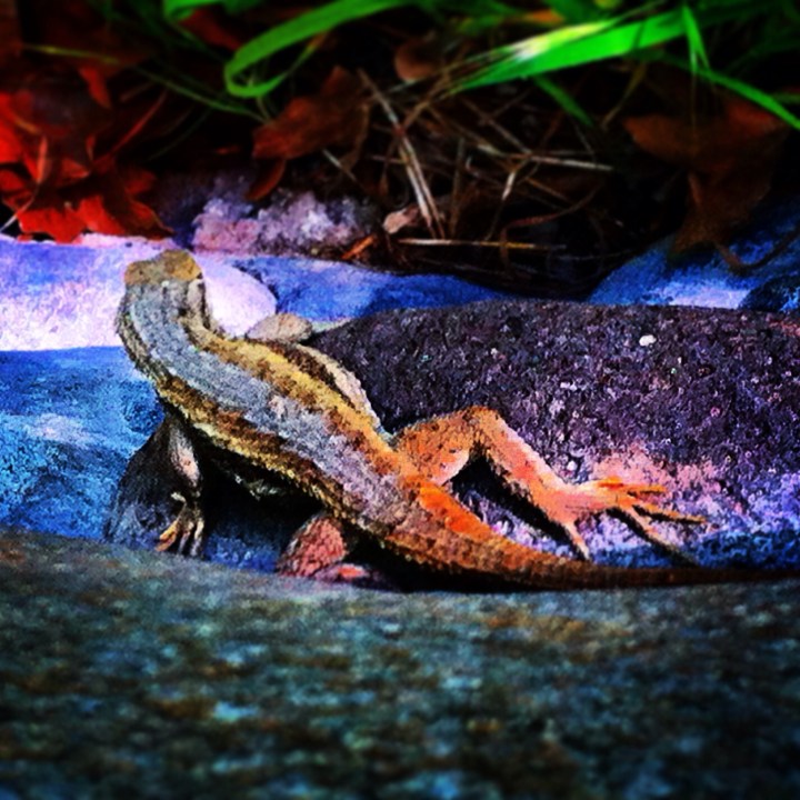 'Lizard King