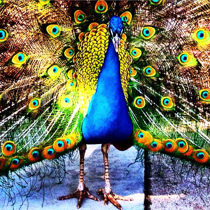 "The Peacock" (Los Angeles County, CA)