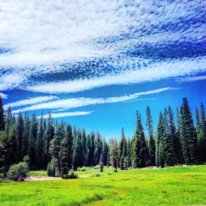 "The Meadow of Life" (Sequoia National Park)