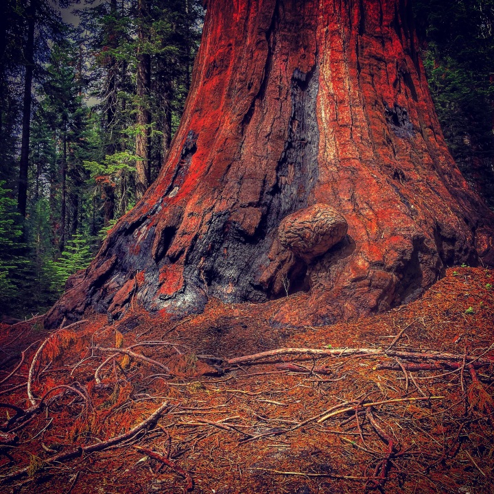 "HUGE Tree - Trust Me" (Sequoia National Park)