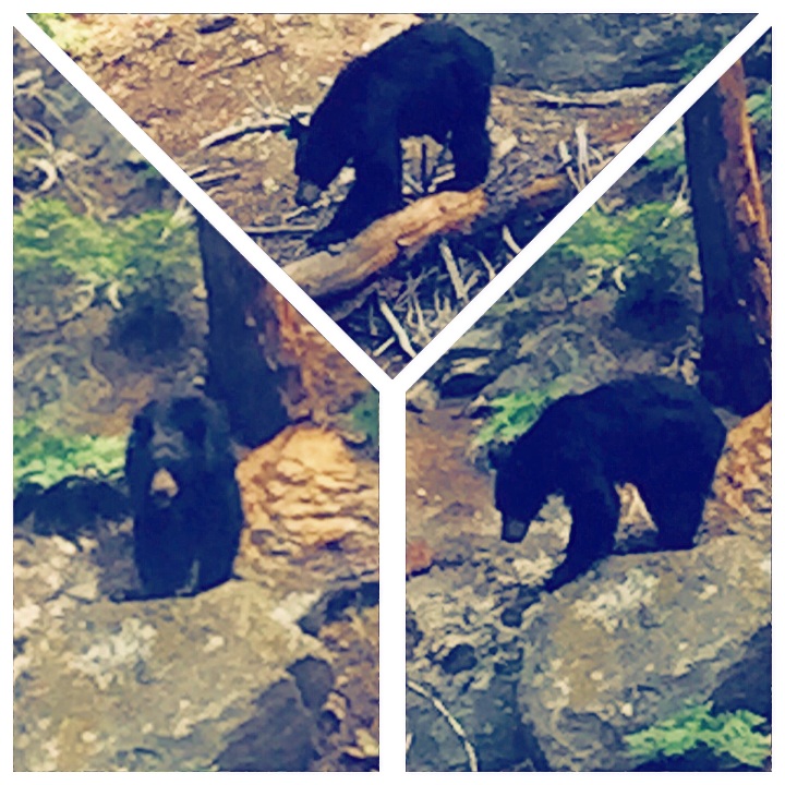 "Yogi Bear" (Sequoia National Park)