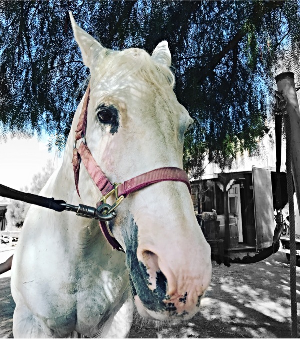 a horse and ranch in California